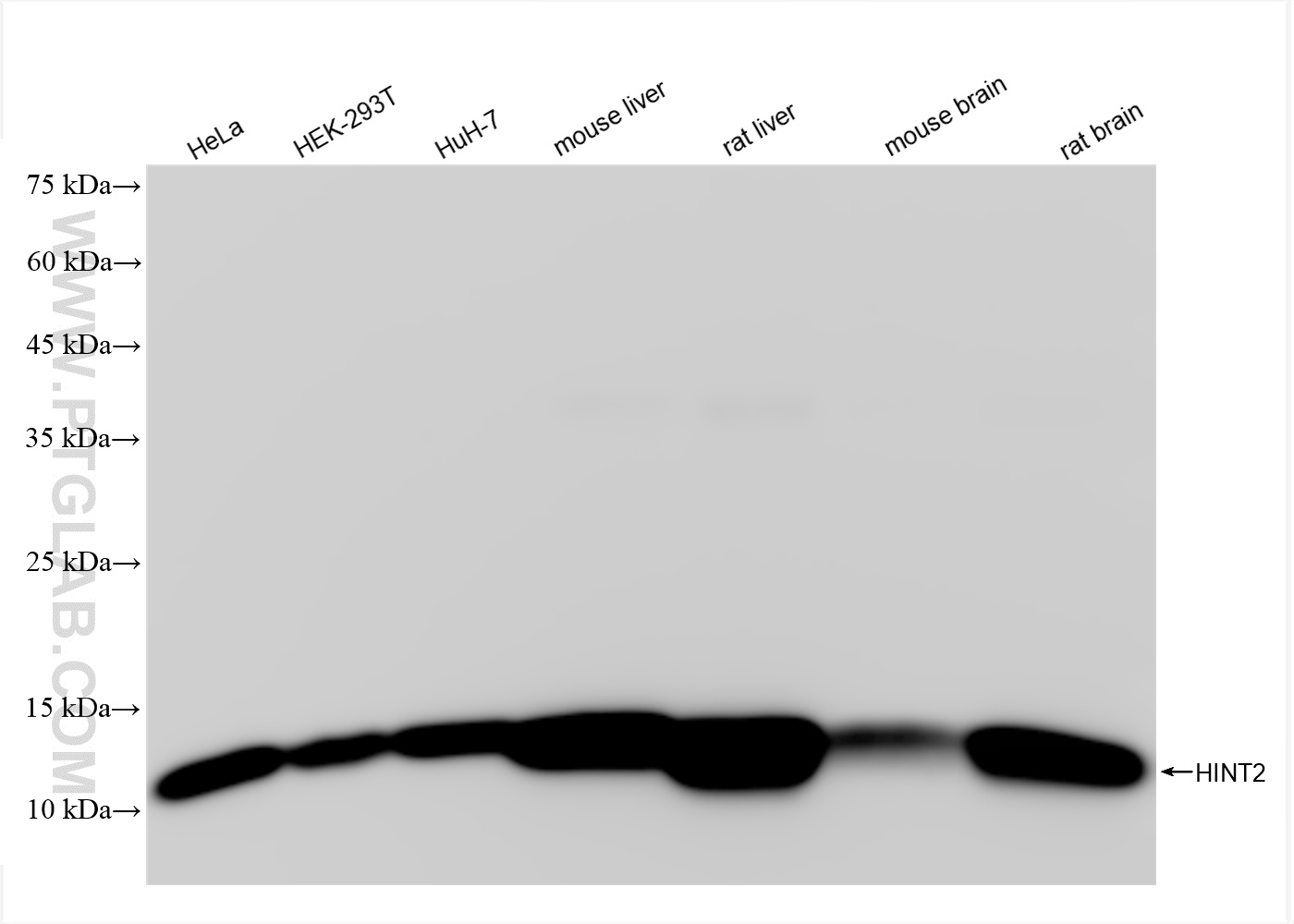 Western Blot (WB) analysis of various lysates using HINT2 Recombinant antibody (84031-4-RR)