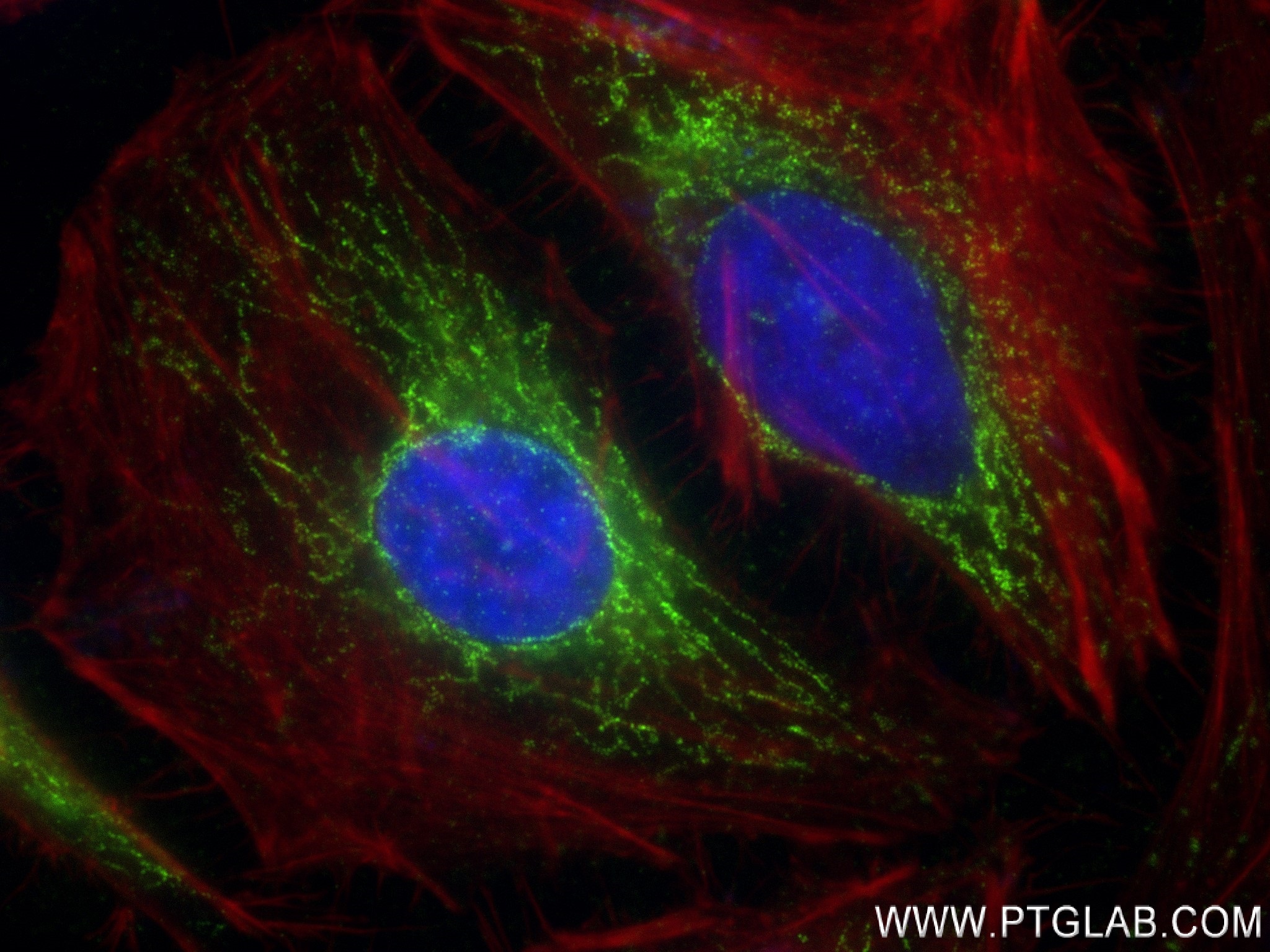 Immunofluorescence (IF) / fluorescent staining of HeLa cells using HINT2 Recombinant antibody (84031-5-RR)