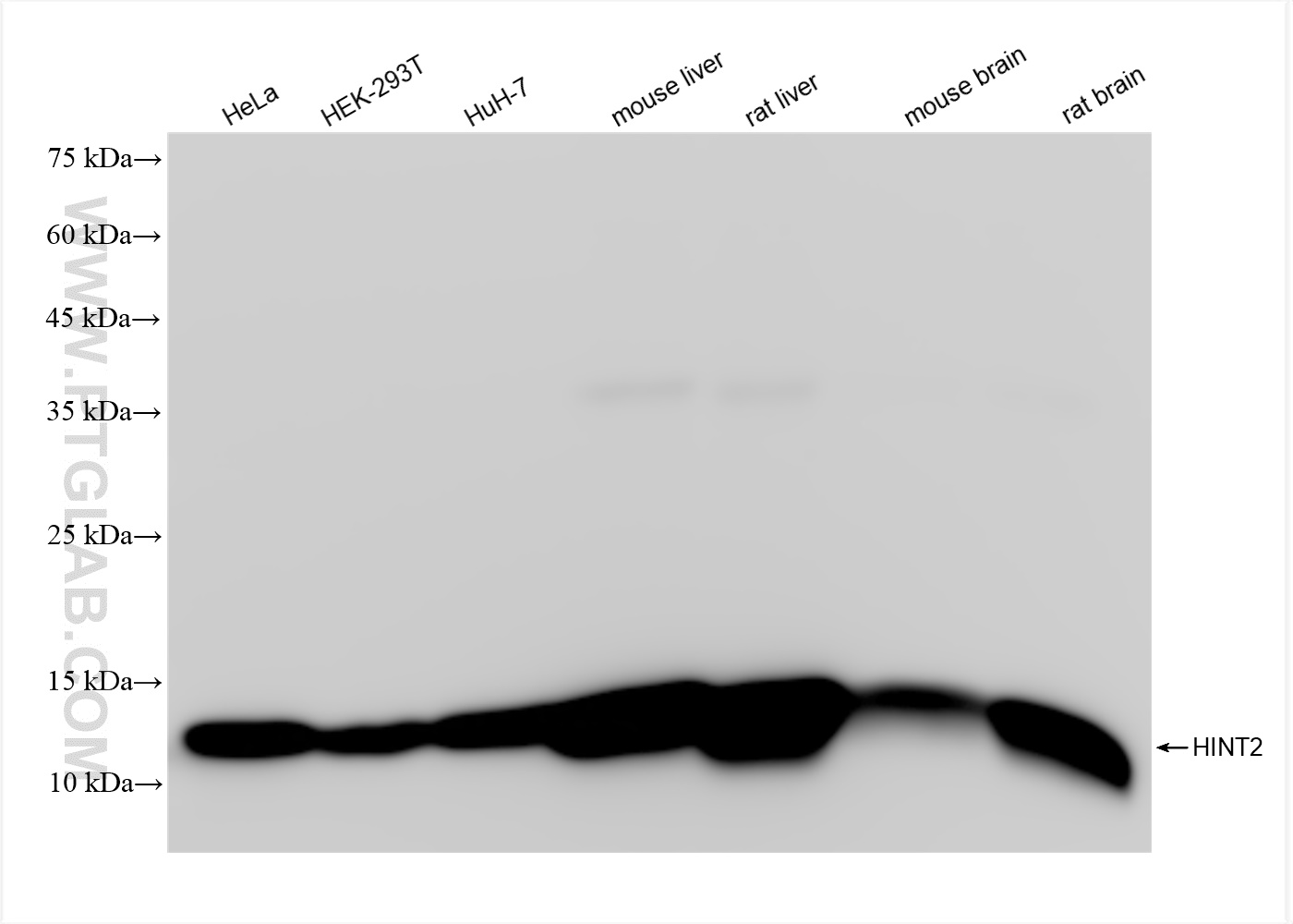 Western Blot (WB) analysis of various lysates using HINT2 Recombinant antibody (84031-5-RR)