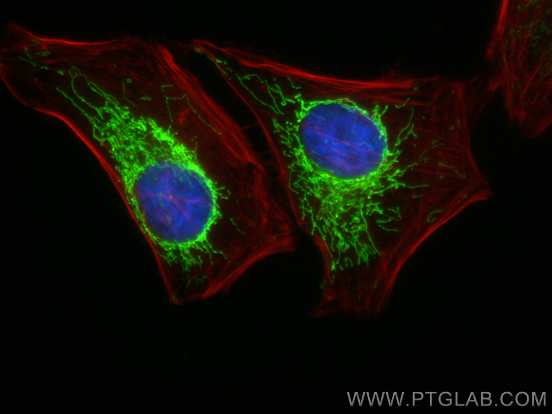 Immunofluorescence (IF) / fluorescent staining of HeLa cells using CoraLite® Plus 488-conjugated HINT2 Recombinant an (CL488-84031-5)