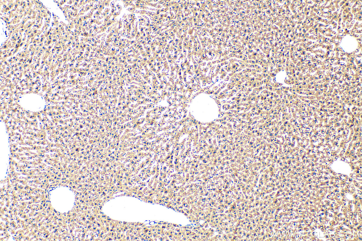 Immunohistochemistry (IHC) staining of mouse liver tissue using HINT3 Polyclonal antibody (11366-1-AP)