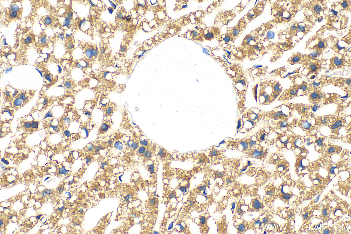 Immunohistochemistry (IHC) staining of mouse liver tissue using HINT3 Polyclonal antibody (11366-1-AP)