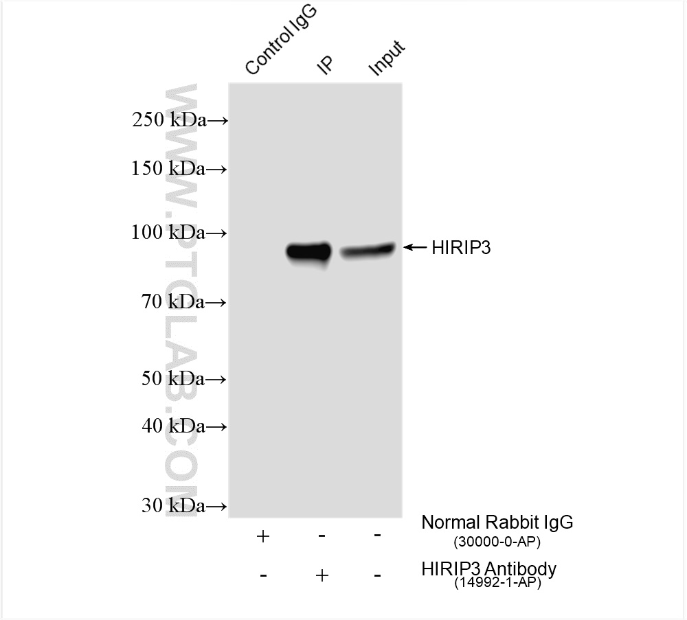 Immunoprecipitation (IP) experiment of HEK-293 cells using HIRIP3 Polyclonal antibody (14992-1-AP)