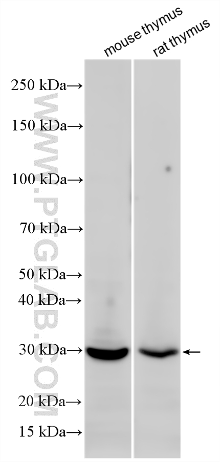 Western Blot (WB) analysis of various lysates using Histone H1 Polyclonal antibody (18201-1-AP)