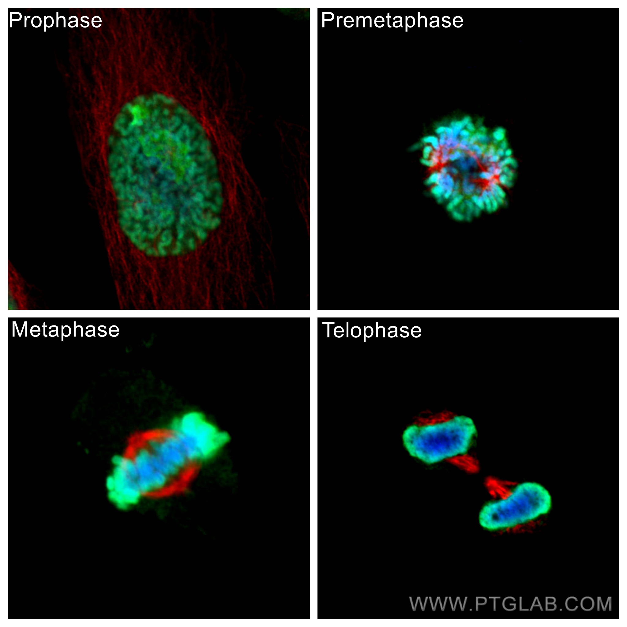 Immunofluorescence (IF) / fluorescent staining of HeLa cells using Histone H1.2 Polyclonal antibody (19649-1-AP)