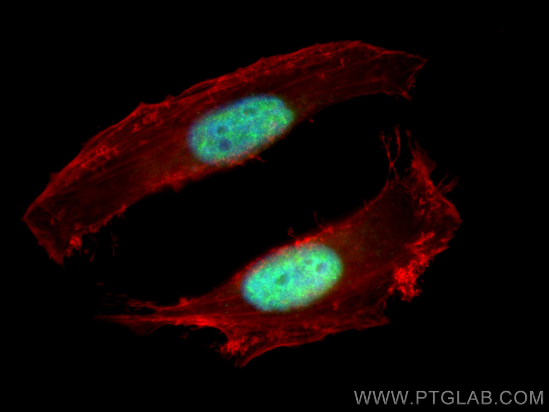 Immunofluorescence (IF) / fluorescent staining of HeLa cells using Histone H4 Polyclonal antibody (16047-1-AP)