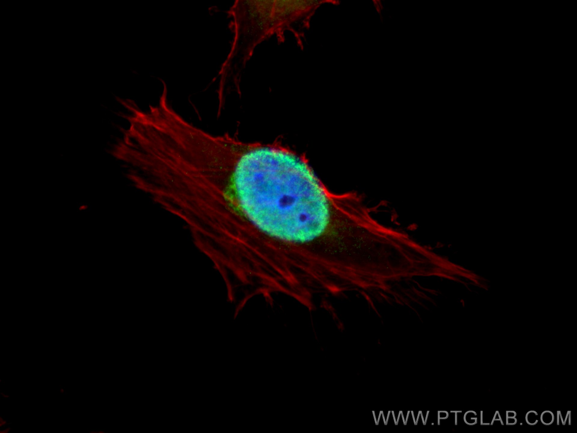 Immunofluorescence (IF) / fluorescent staining of HeLa cells using Histone H4 Polyclonal antibody (16047-1-AP)