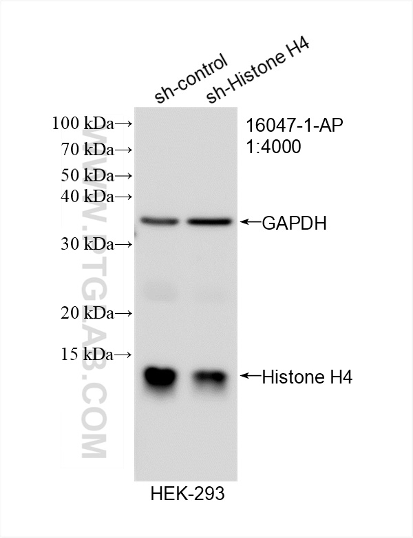 Western Blot (WB) analysis of HEK-293 cells using Histone H4 Polyclonal antibody (16047-1-AP)