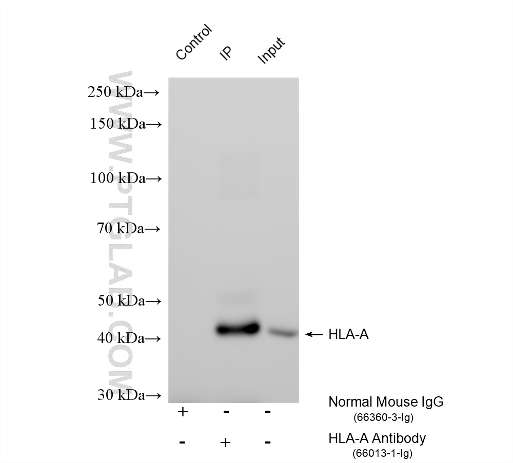Immunoprecipitation (IP) experiment of HepG2 cells using HLA class I ABC Monoclonal antibody (66013-1-Ig)