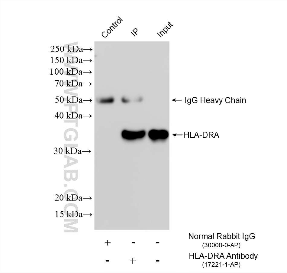 Immunoprecipitation (IP) experiment of Raji cells using HLA-DRA Polyclonal antibody (17221-1-AP)