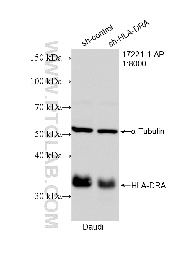 Western Blot (WB) analysis of Daudi cells using HLA-DRA Polyclonal antibody (17221-1-AP)
