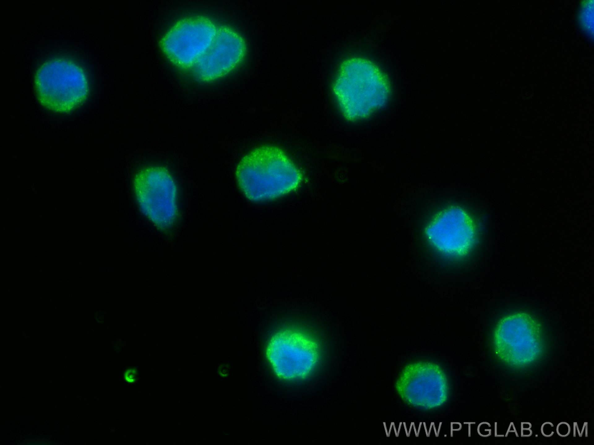 Immunofluorescence (IF) / fluorescent staining of Raji cells using HLA-DRA Monoclonal antibody (68543-1-Ig)