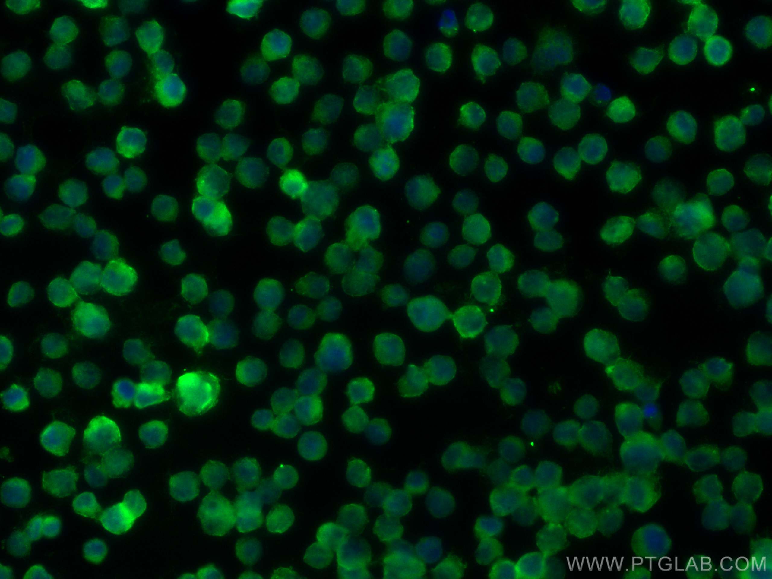 Immunofluorescence (IF) / fluorescent staining of Raji cells using HLA-DRB1 Polyclonal antibody (15862-1-AP)