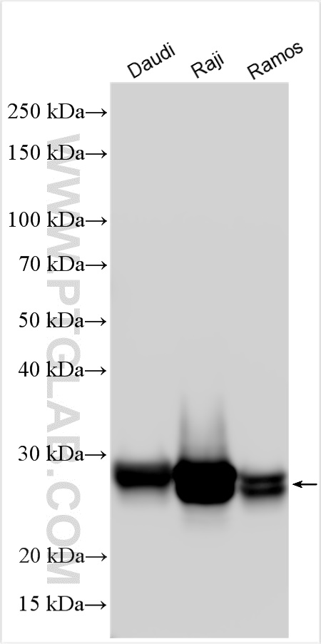 Western Blot (WB) analysis of various lysates using HLA-DRB3 Polyclonal antibody (16789-1-AP)