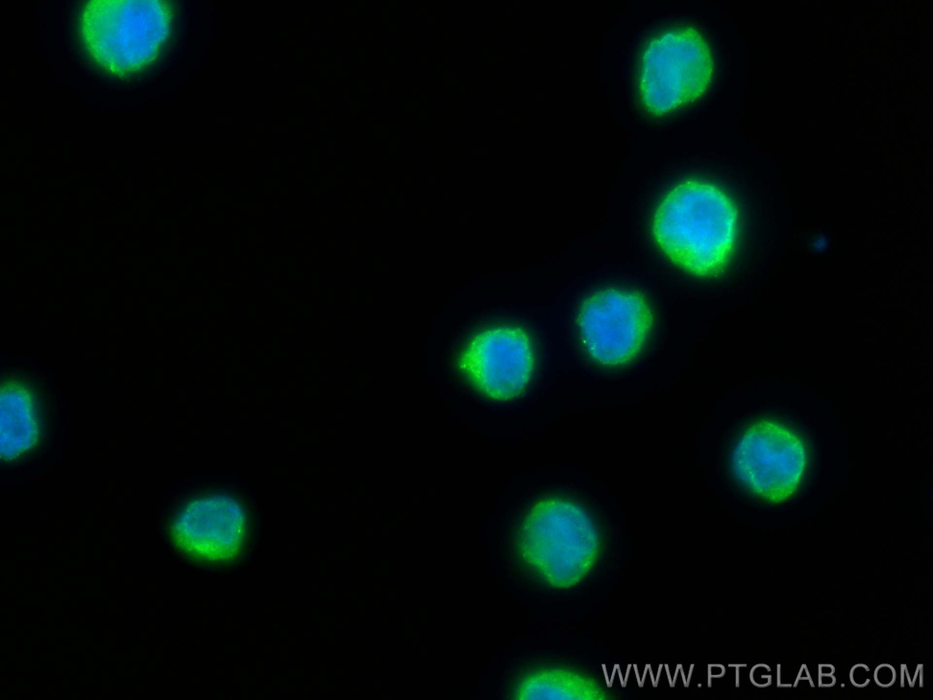 Immunofluorescence (IF) / fluorescent staining of Raji cells using HLA-F Monoclonal antibody (66819-1-Ig)