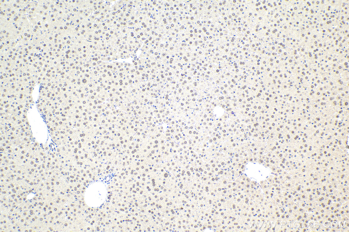 Immunohistochemistry (IHC) staining of mouse liver tissue using HLF Polyclonal antibody (12870-1-AP)