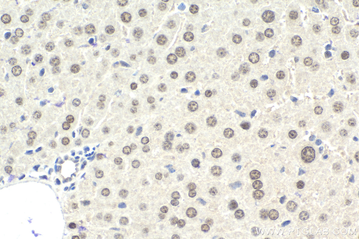 Immunohistochemistry (IHC) staining of mouse liver tissue using HLF Polyclonal antibody (12870-1-AP)