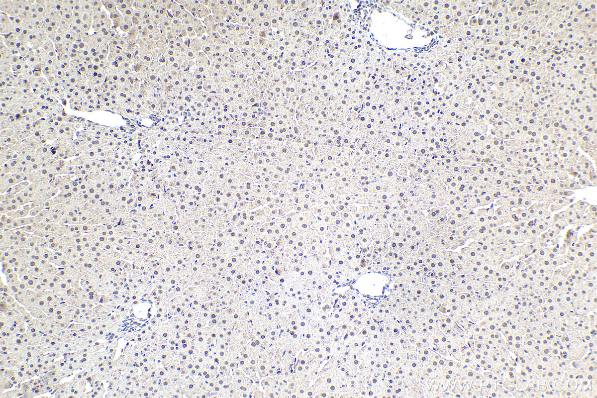 Immunohistochemistry (IHC) staining of rat liver tissue using HLF Polyclonal antibody (12870-1-AP)