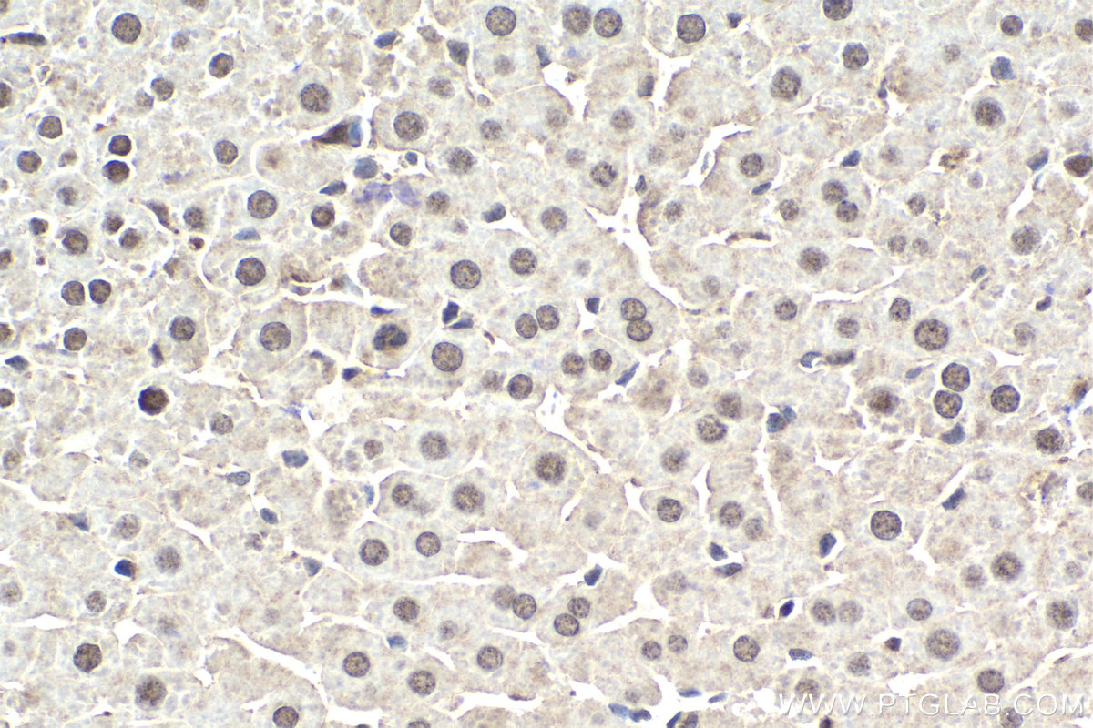 Immunohistochemistry (IHC) staining of rat liver tissue using HLF Polyclonal antibody (12870-1-AP)