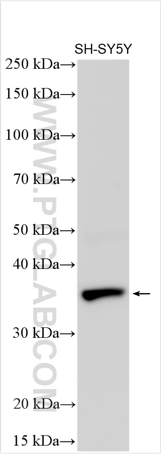 Western Blot (WB) analysis of various lysates using HLF Polyclonal antibody (12870-1-AP)