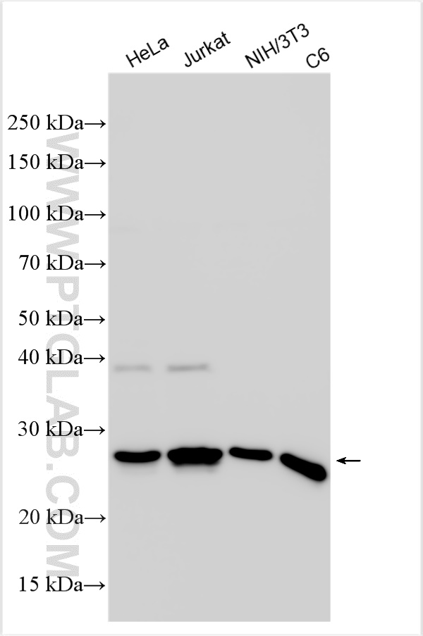 Western Blot (WB) analysis of various lysates using HMGB1 Polyclonal antibody (10829-1-AP)