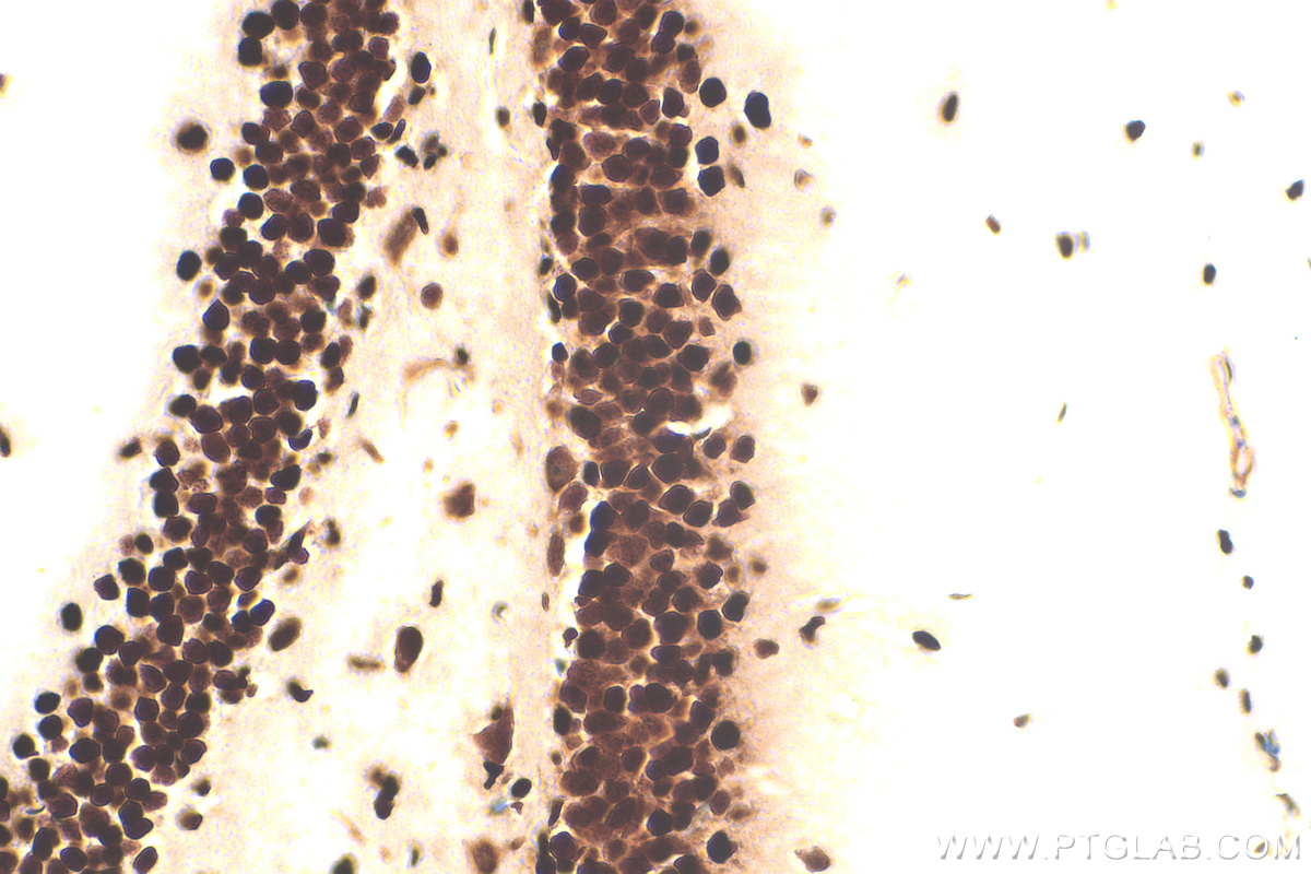 Immunohistochemistry (IHC) staining of mouse brain tissue using HMGB1 Recombinant antibody (82973-1-RR)