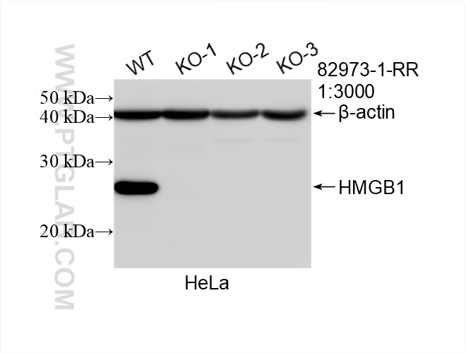 Western Blot (WB) analysis of HeLa cells using HMGB1 Recombinant antibody (82973-1-RR)