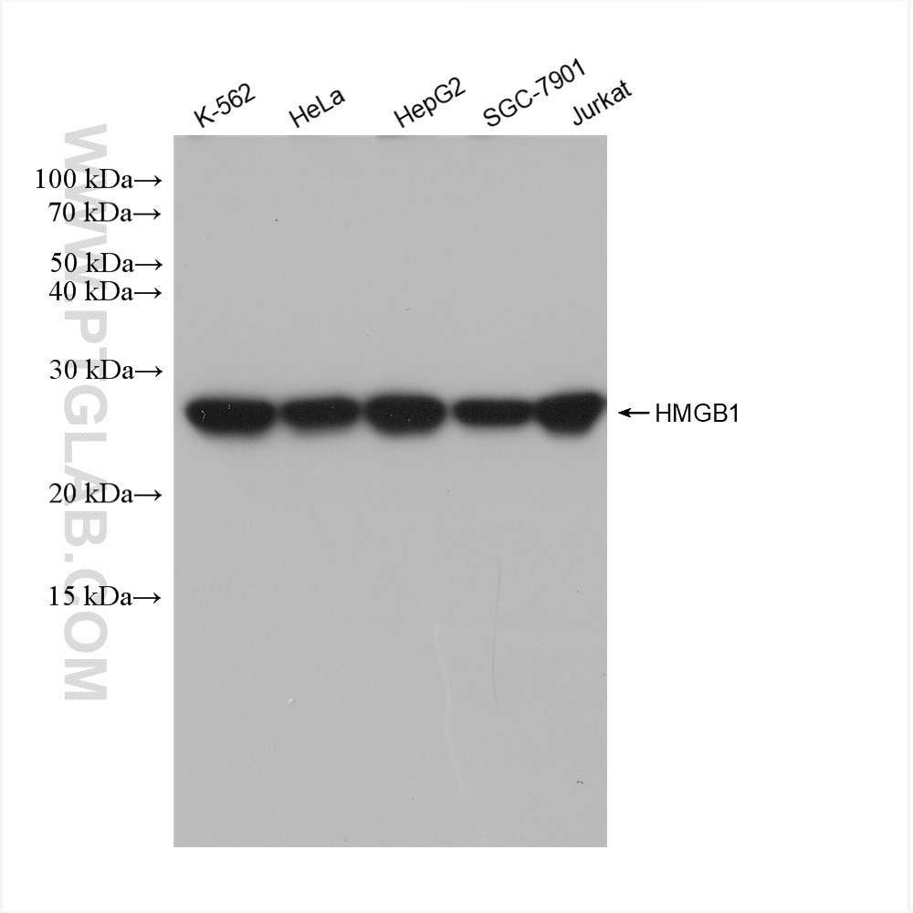 HMGB1 antibody (82973-2-RR) | Proteintech