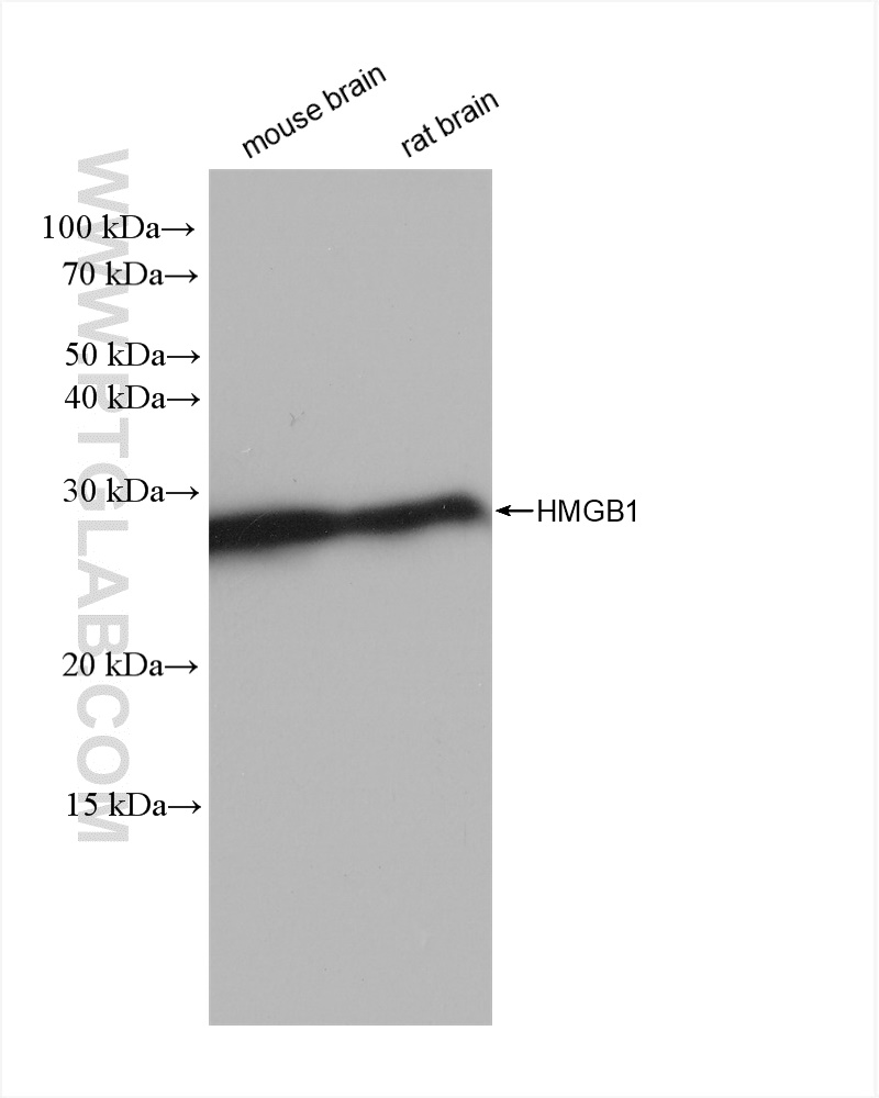 Western Blot (WB) analysis of various lysates using HMGB1 Recombinant antibody (82973-2-RR)