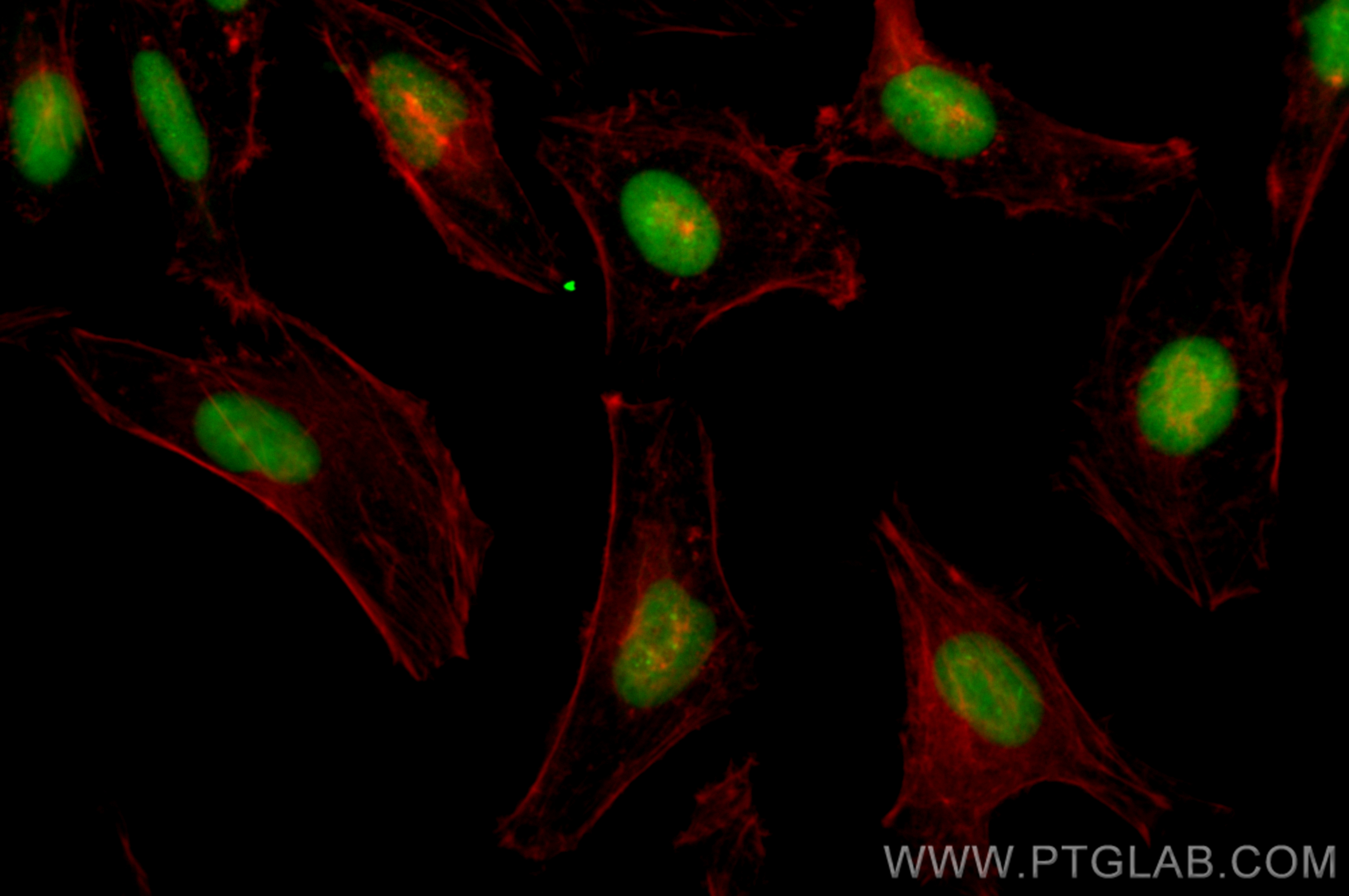 Immunofluorescence (IF) / fluorescent staining of HeLa cells using CoraLite® Plus 488-conjugated HMGB1 Recombinant an (CL488-82973)