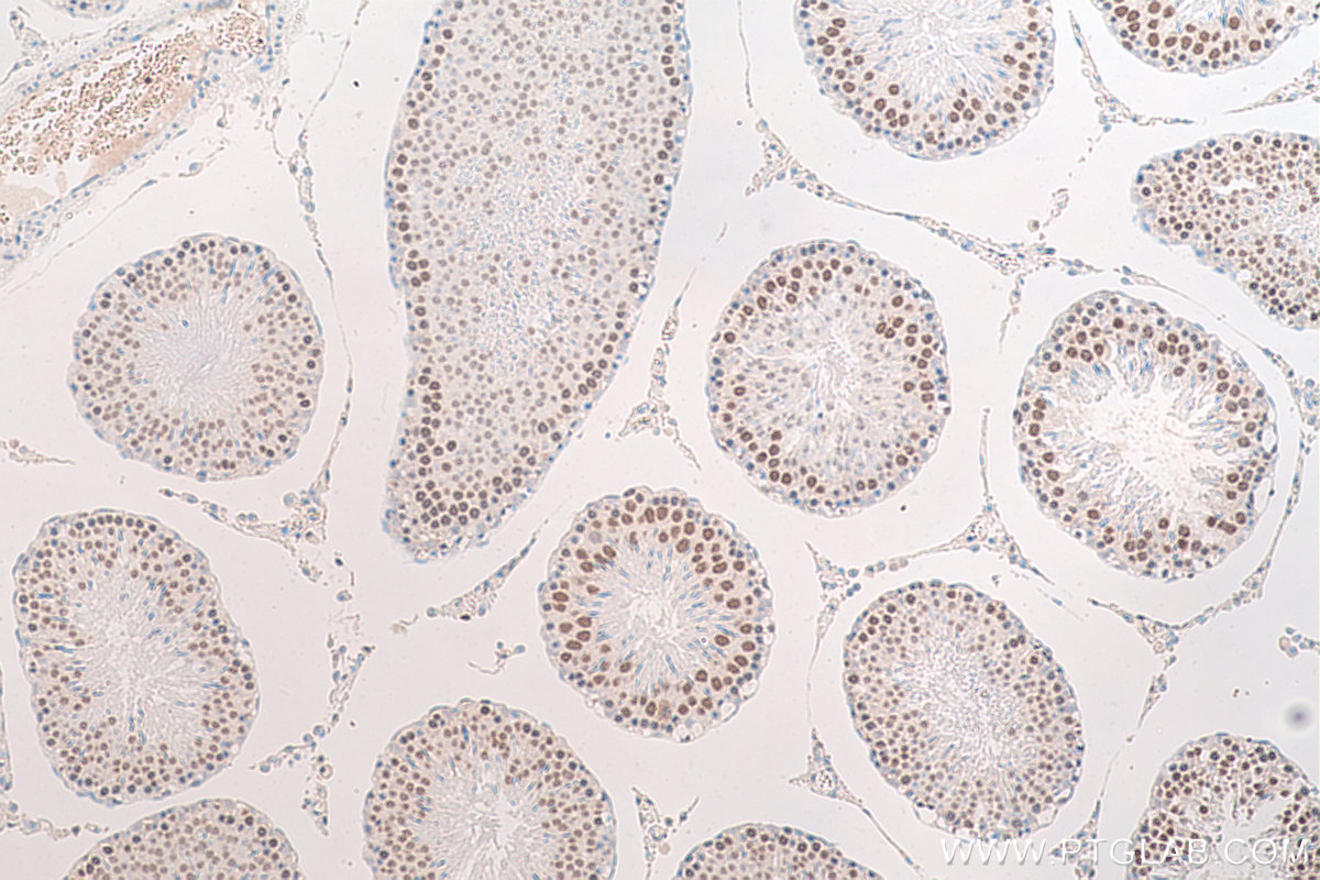 Immunohistochemistry (IHC) staining of rat testis tissue using HMGB2 Monoclonal antibody (68185-1-Ig)