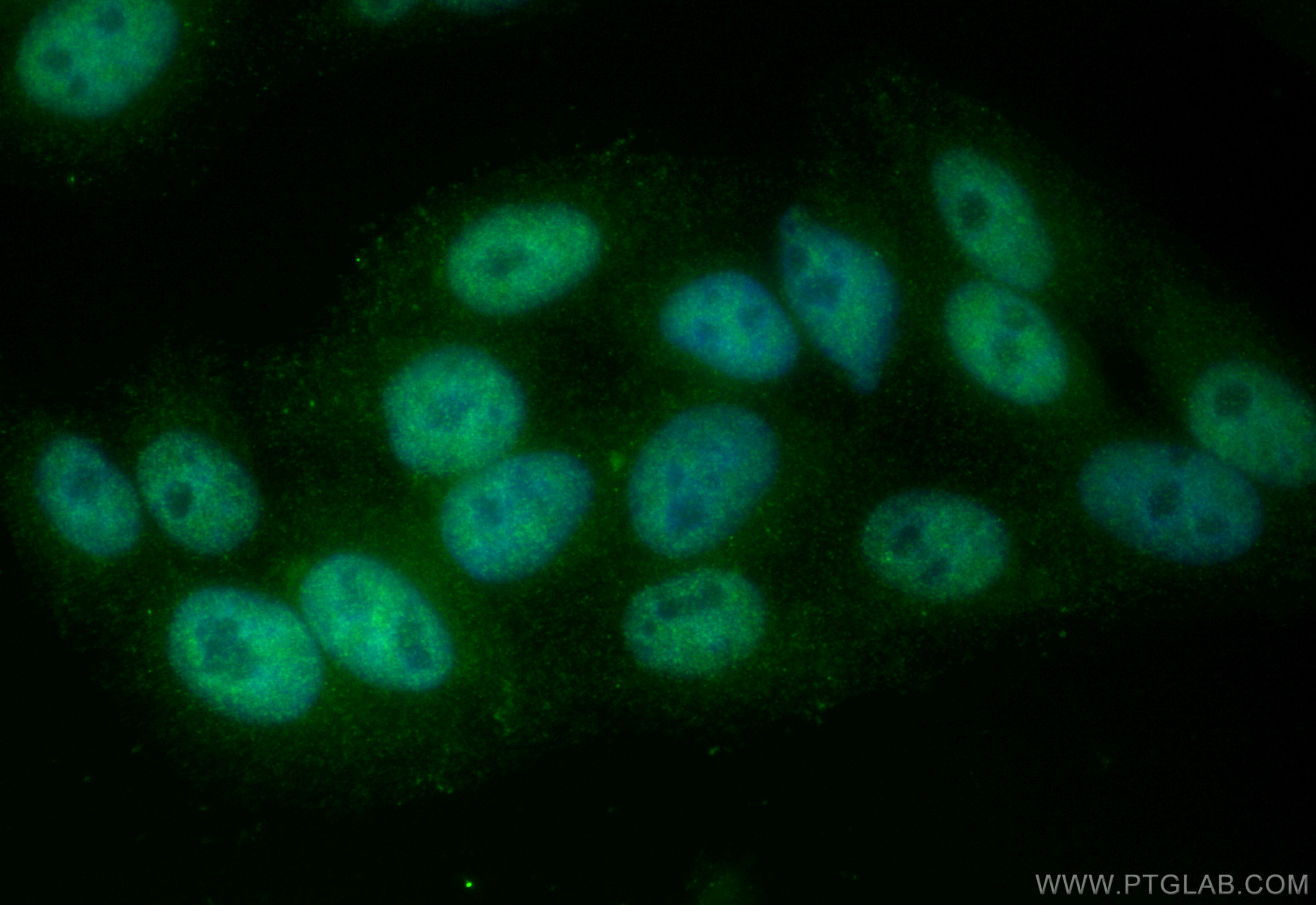 Immunofluorescence (IF) / fluorescent staining of HepG2 cells using CoraLite® Plus 488-conjugated HMGB2 Recombinant an (CL488-83482-5)