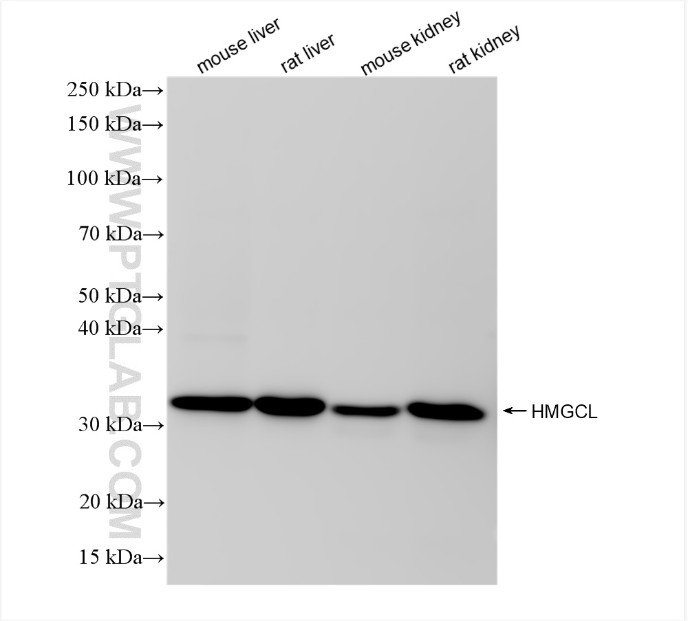 Western Blot (WB) analysis of various lysates using HMGCL Recombinant antibody (84769-4-RR)