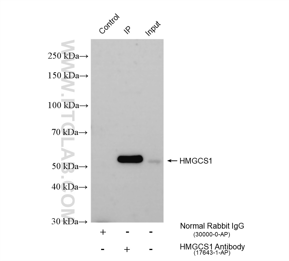 Immunoprecipitation (IP) experiment of HepG2 cells using HMGCS1 Polyclonal antibody (17643-1-AP)