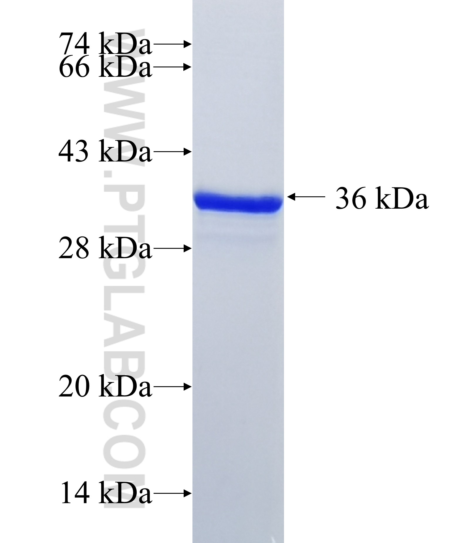 HMGN3 fusion protein Ag2692 SDS-PAGE