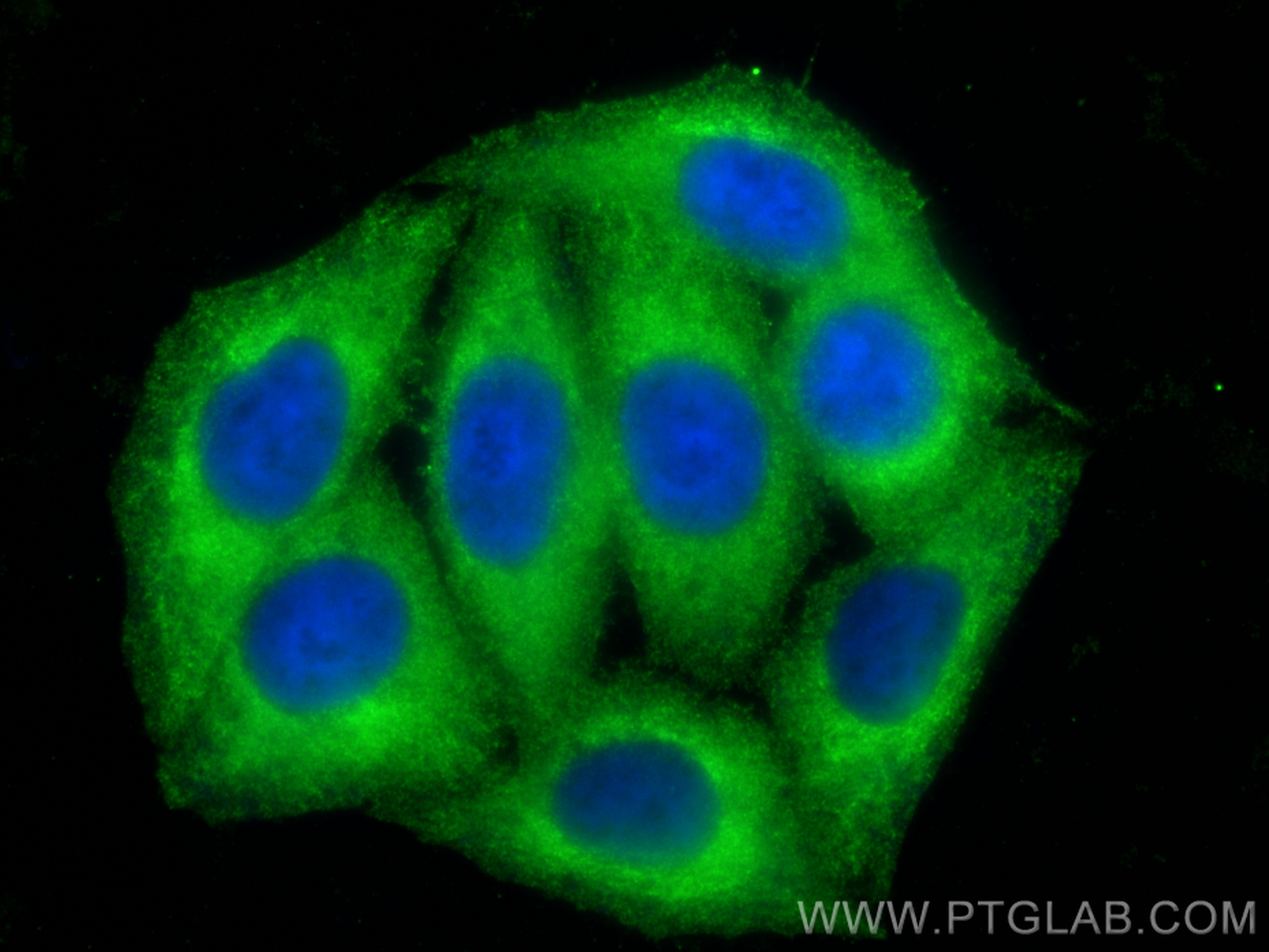 Immunofluorescence (IF) / fluorescent staining of HepG2 cells using HMMR-Specific Polyclonal antibody (15820-1-AP)