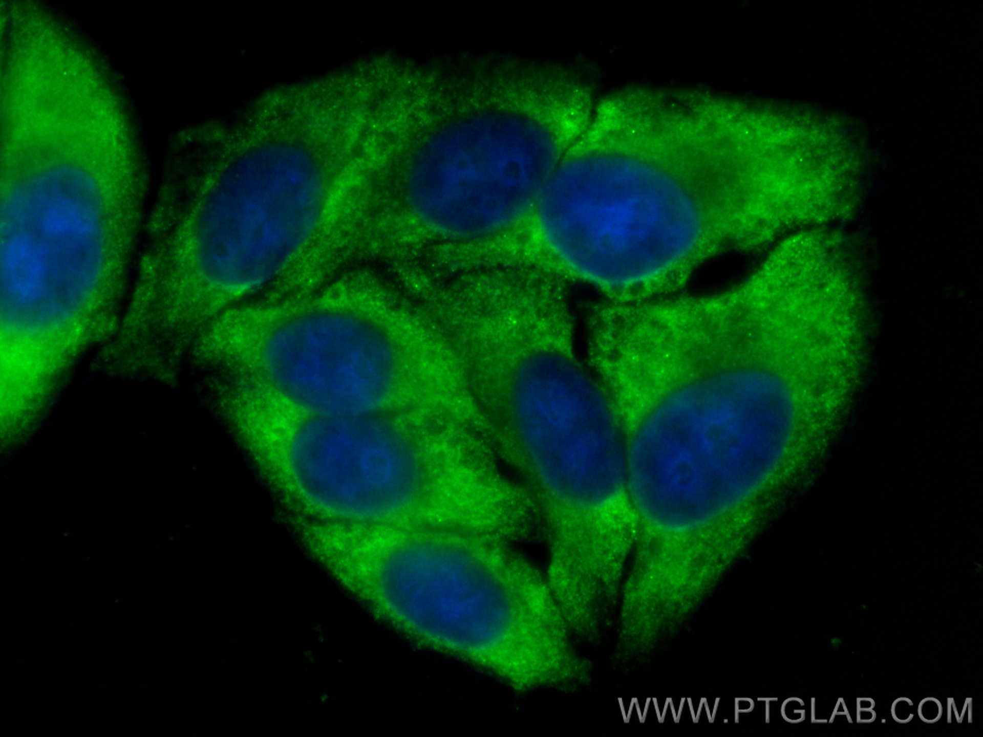 Immunofluorescence (IF) / fluorescent staining of HepG2 cells using CoraLite® Plus 488-conjugated HMMR-Specific Polycl (CL488-15820)