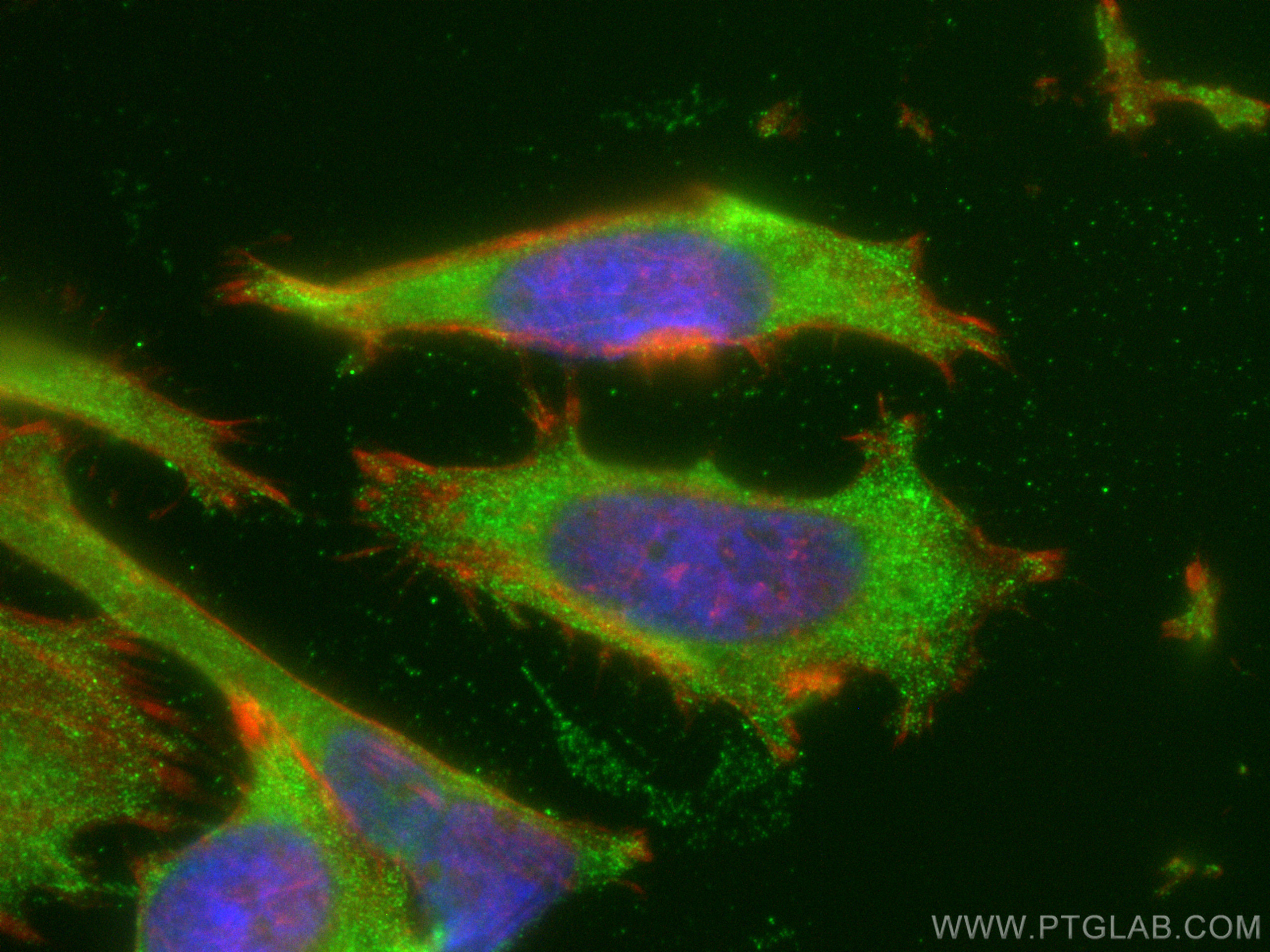 Immunofluorescence (IF) / fluorescent staining of HeLa cells using HMOX2 Polyclonal antibody (14817-1-AP)