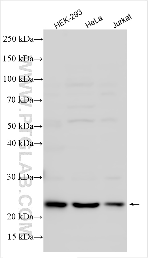 Western Blot (WB) analysis of various lysates using HN1L Polyclonal antibody (16285-1-AP)