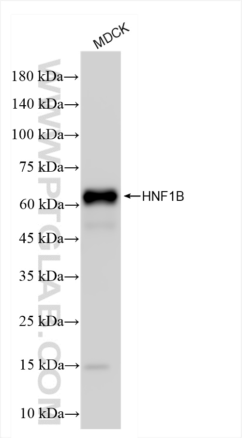 Western Blot (WB) analysis of MDCK cells using HNF1B Recombinant antibody (84684-4-RR)