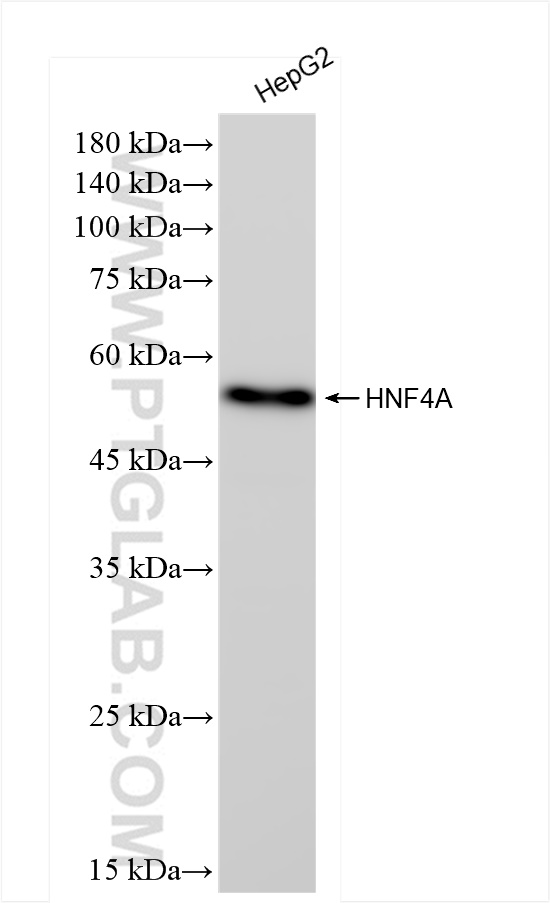 Western Blot (WB) analysis of HepG2 cells using HNF4A Recombinant antibody (84316-3-RR)