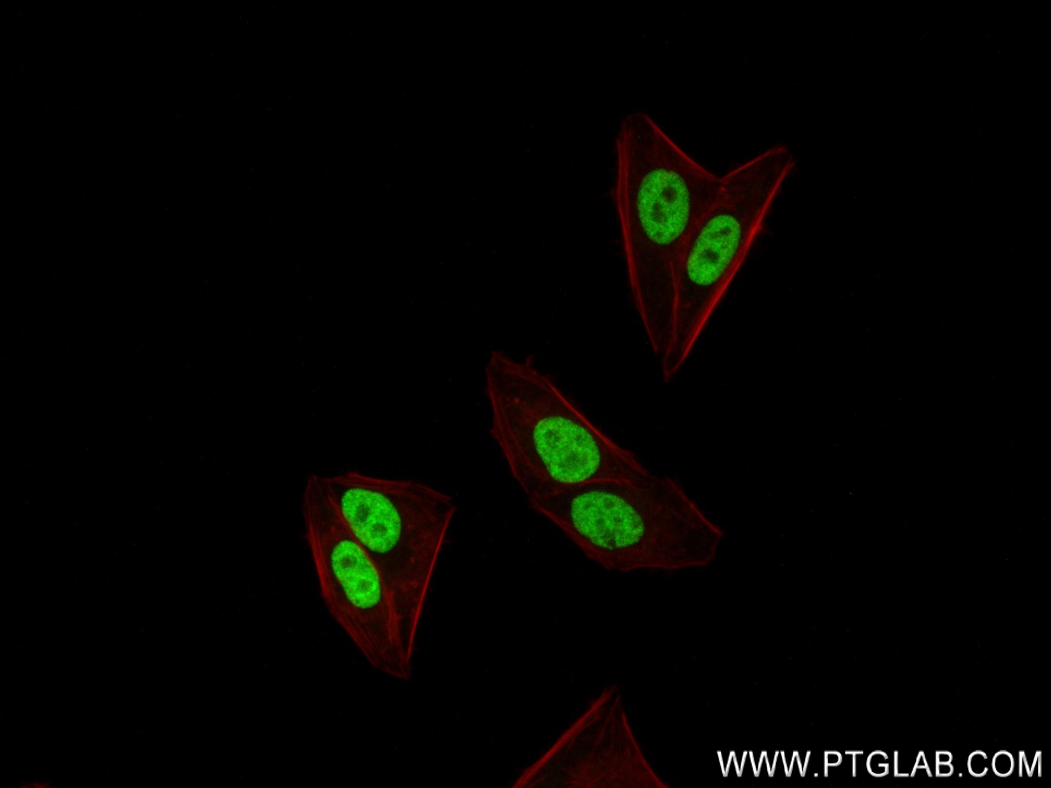 Immunofluorescence (IF) / fluorescent staining of HepG2 cells using HNF4A Recombinant antibody (84316-7-RR)