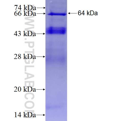 HNF4A fusion protein Ag24647 SDS-PAGE