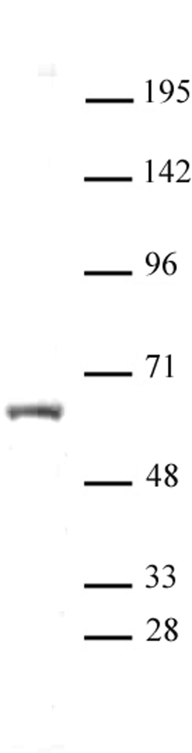 HNF4A antibody (pAb) tested by Western blot. Whole cell extract (20 ug) of Hep G2 cells probed with HNF4A antibody at a dilution of 1:500.