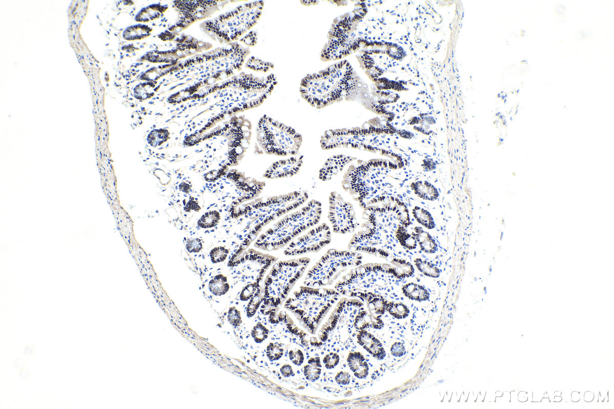 Immunohistochemistry (IHC) staining of mouse small intestine tissue using HNF4G Polyclonal antibody (25801-1-AP)