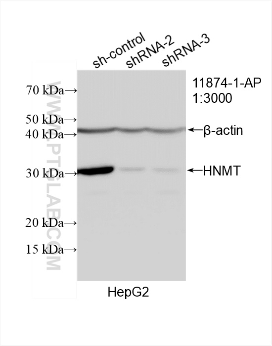 Western Blot (WB) analysis of HepG2 cells using HNMT Polyclonal antibody (11874-1-AP)