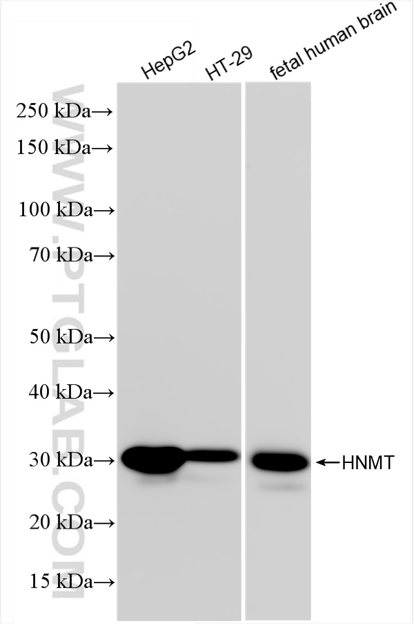 Western Blot (WB) analysis of various lysates using HNMT Recombinant antibody (84777-3-RR)