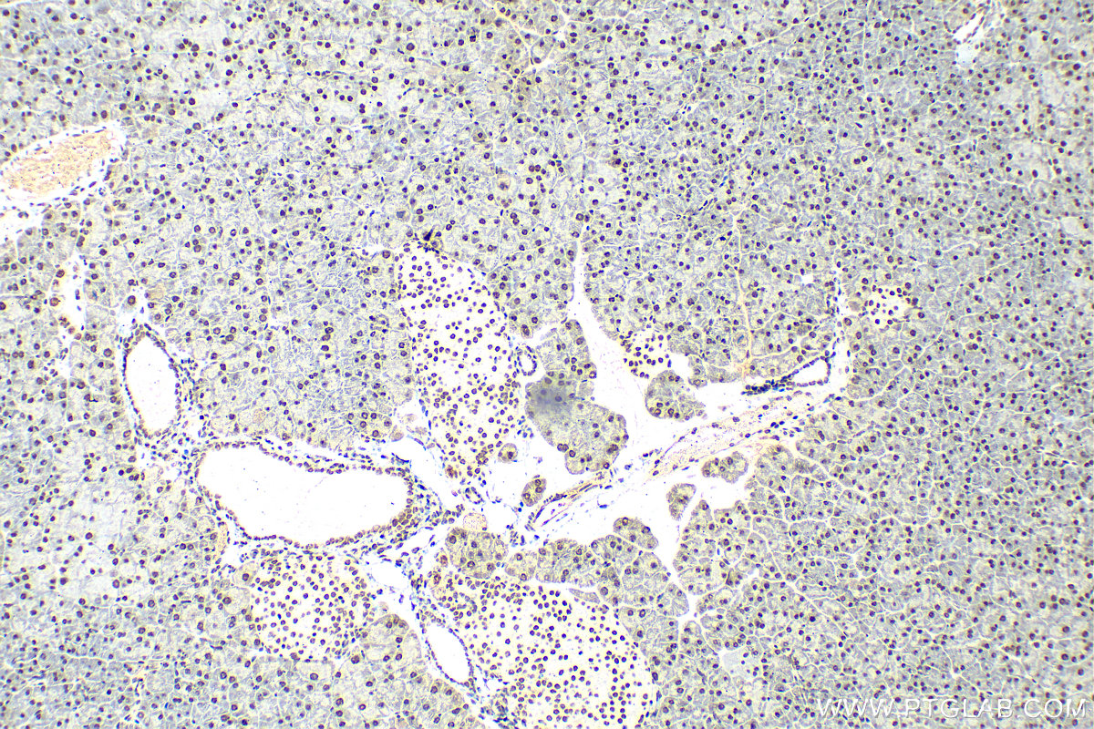 Immunohistochemistry (IHC) staining of mouse pancreas tissue using HNRNPA1 Polyclonal antibody (11176-1-AP)