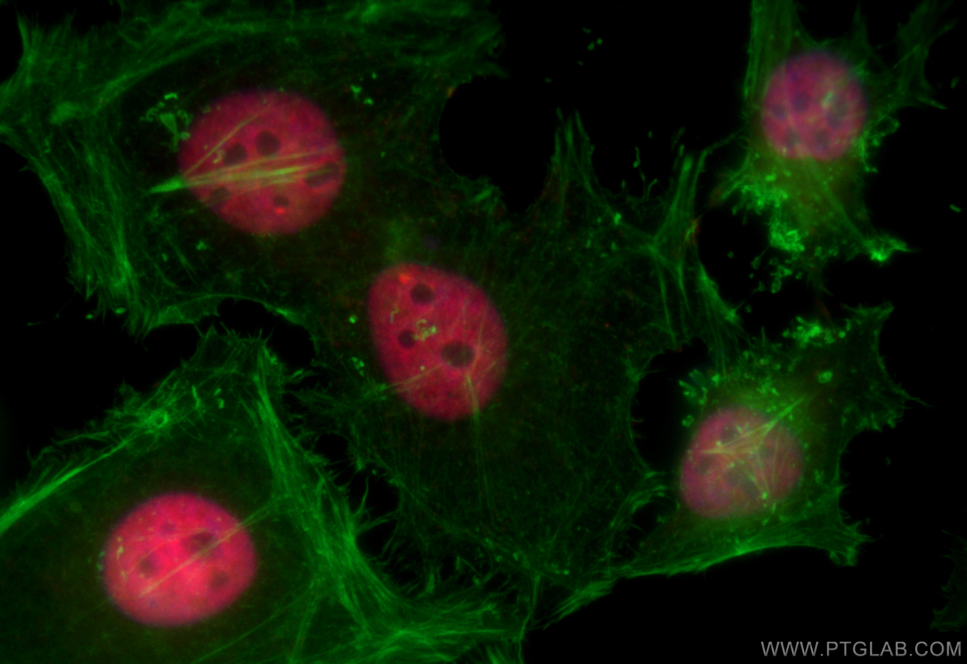 Immunofluorescence (IF) / fluorescent staining of HeLa cells using CoraLite®594-conjugated HNRNPA1 Monoclonal antibod (CL594-67844)