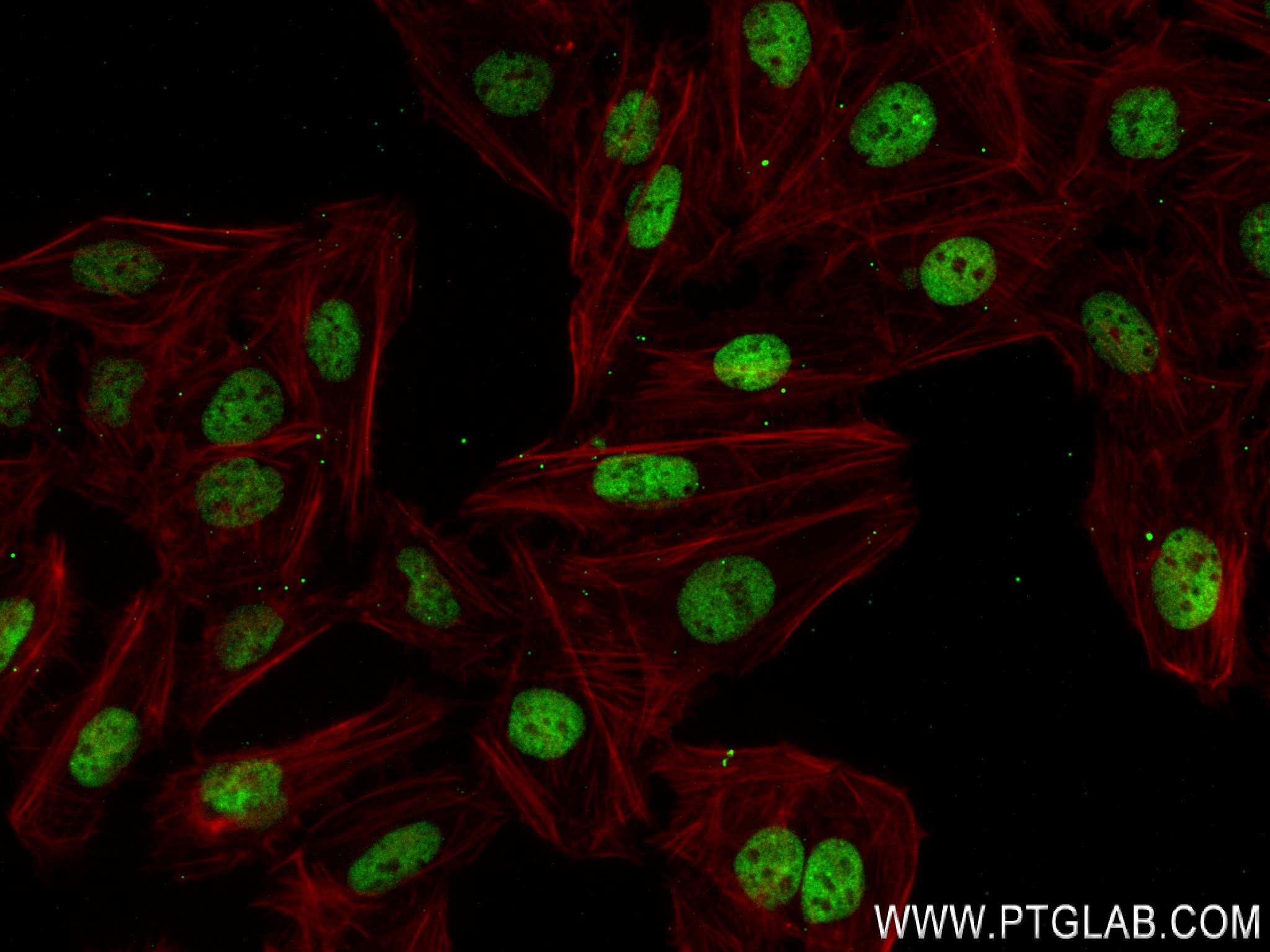 Immunofluorescence (IF) / fluorescent staining of U2OS cells using HNRNPA2B1 Recombinant antibody (83773-6-RR)